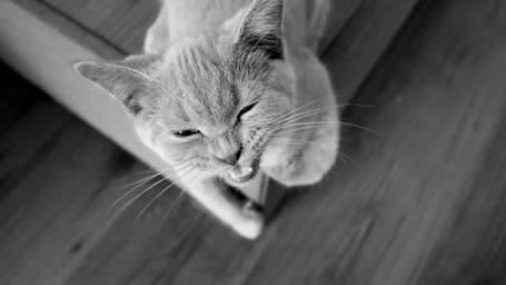 cat-anger-animals-pets-wool-1556921.jpg