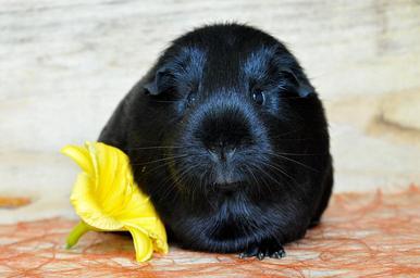 guinea-pig-smooth-hair-black-rodent-534748.jpg