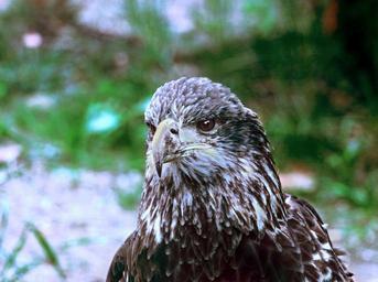 bald-eagle-eagle-bird-raptor-315115.jpg