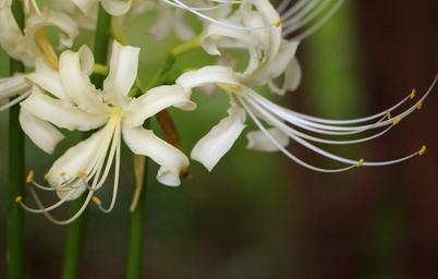 white-petals-nature-flower-garden-949674.jpg