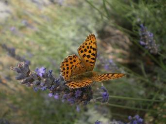 butterfly-lavender-orange-flower-226859.jpg