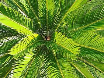 palm-tree-green-leaves-plant-973765.jpg