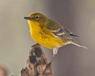 pine-warbler-warbler-bird-nature-1232435.jpg