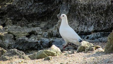 pigeon-bird-white-beautiful-1152189.jpg