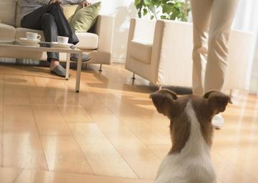 Dog-standing-on-the-parquet-floor.jpg