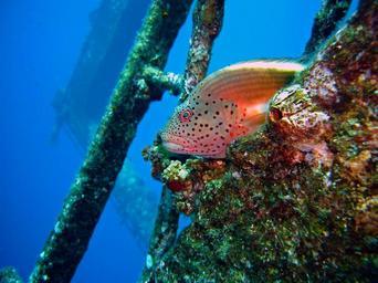 diving-underwater-coral-guardian-694611.jpg