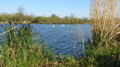 swan-pair-swans-swan-lake-526695.jpg