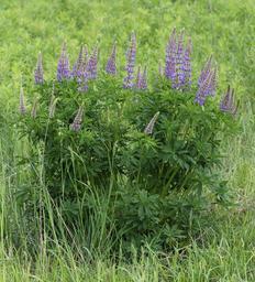 Lupinus polyphyllus UA 2013 G3.jpg