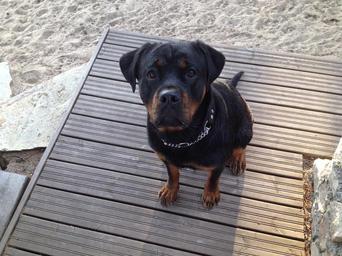 rottweiler-dog-animal-443422.jpg