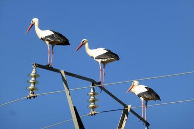 stork-spring-portugal-1669554.jpg