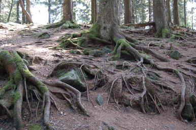 root-trees-wood-overgrown-nature-1185346.jpg