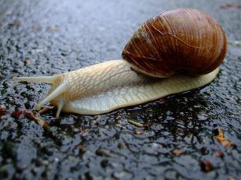 snail-shell-mucus-slowly-crawl-478488.jpg