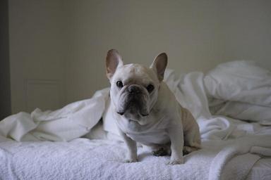 dog-cute-french-bulldog-1016916.jpg