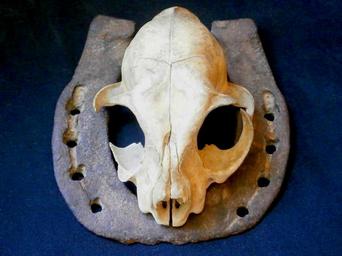 skull-animal-skull-cat-skull-1404235.jpg