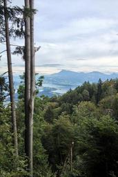 forest-lake-lucerne-region-view-1565178.jpg