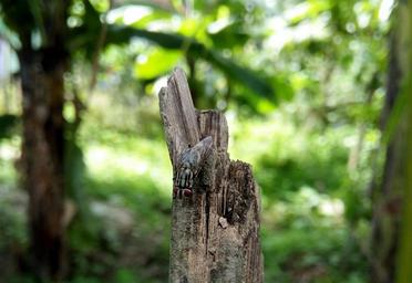 blur-bokeh-old-wood-fly-insect-1691434.jpg