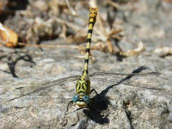 cordulegaster-sp-dragonfly-1579254.jpg