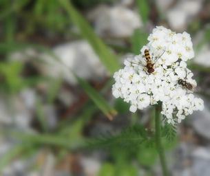 insect-day-flower-884889.jpg