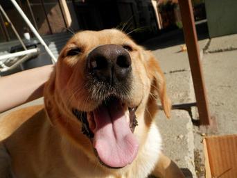 dog-animal-pets-language-cute-613227.jpg