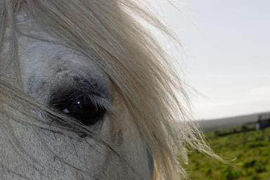 horse-horses-head-head-eye-mane-1007366.jpg
