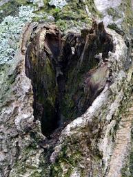 tree-wood-hole-heart-250355.jpg