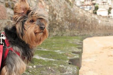 beach-ondarreta-coconut-character-1357118.jpg
