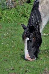 horse-grazing-grass-nature-meadow-1647210.jpg