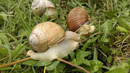 snail-shell-slowly-crawl-902659.jpg