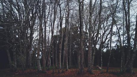 plants-wood-forest-birch-trees-731393.jpg