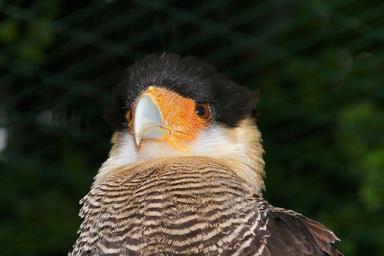 caracara-bird-head-bill-portrait-788668.jpg