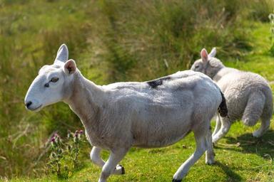 sheep-flock-grass-green-meadow-1249198.jpg