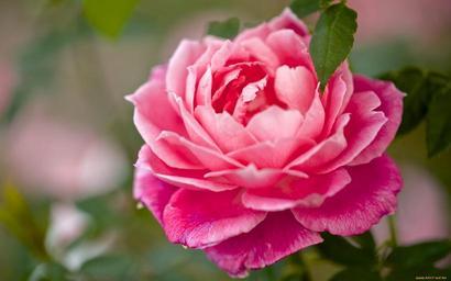 pink_rose.jpg