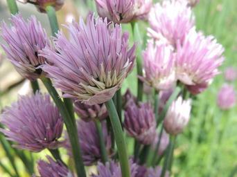 chive-flower-plant-purple-114918.jpg