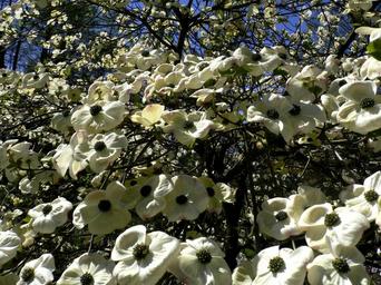 flowers-tropical-tree-689151.jpg