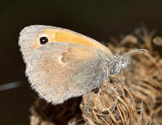 insects-butterfly-lepidoptera-macro-566424.jpg