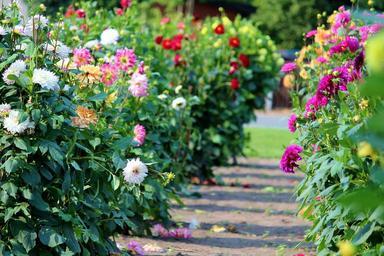 asters-flowers-field-sale-889436.jpg