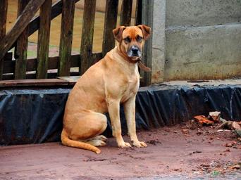 dog-brown-stone-pet-470875.jpg