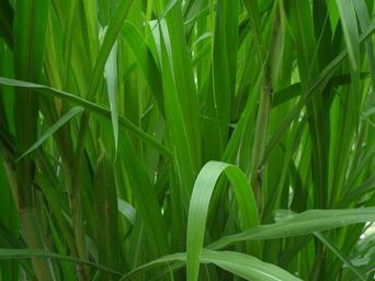 leaves-plants-green-leaf-natural-277959.jpg