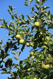 apple-tree-fruit-apple-tree-green-1074532.jpg