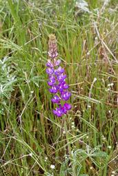 wild-flower-wildfower-wild-flowers-1321165.jpg