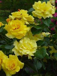 rose-blooming-flower-lemon-yellow-142430.jpg