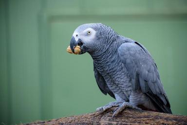 ara-grey-ara-bird-animal-birds-881672.jpg