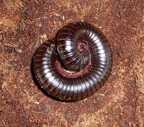 Archispirostreptus gigas 2009 G1.jpg