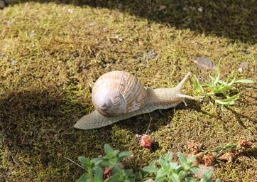 snail-animal-spring-nature-330767.jpg