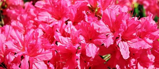 azalea-rhododendron-flowers-1387504.jpg