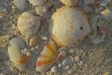 shells-beach-sea-ocean-sand-546344.jpg