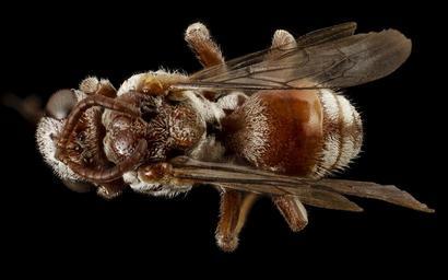 Pasites_maculatus,_f,_pakistan,_back_2014-11-02-01.39.25_ZS_PMax.jpg