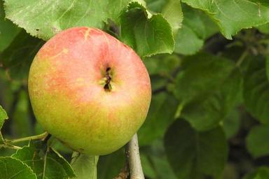 apple-apple-tree-fruit-nature-food-1561494.jpg