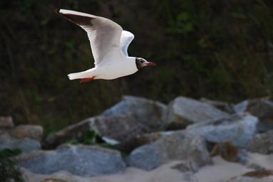seagull-nature-summer-the-sun-bird-347535.jpg