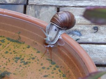 snail-shell-crawl-slowly-mollusk-896034.jpg